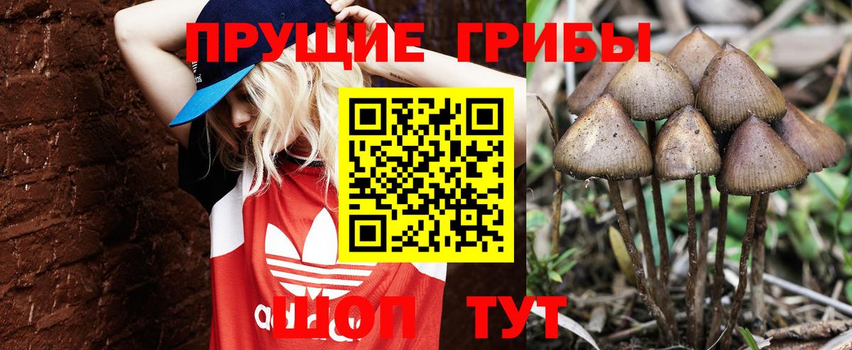 Галлюциногенные грибы Psilocybe  Вход с VPN  Большой Камень 